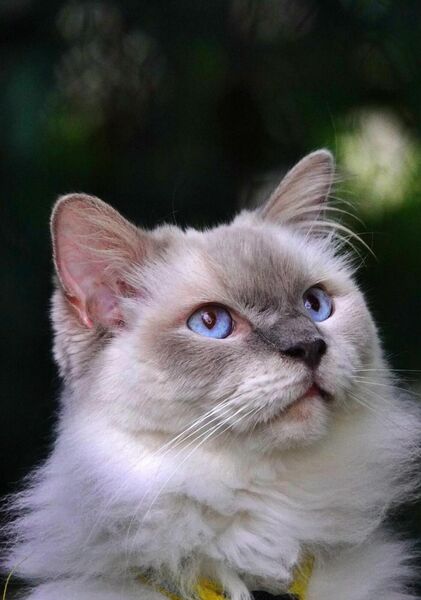 Chat aux yeux bleus levant le regard, tableau chat aux yeux bleus