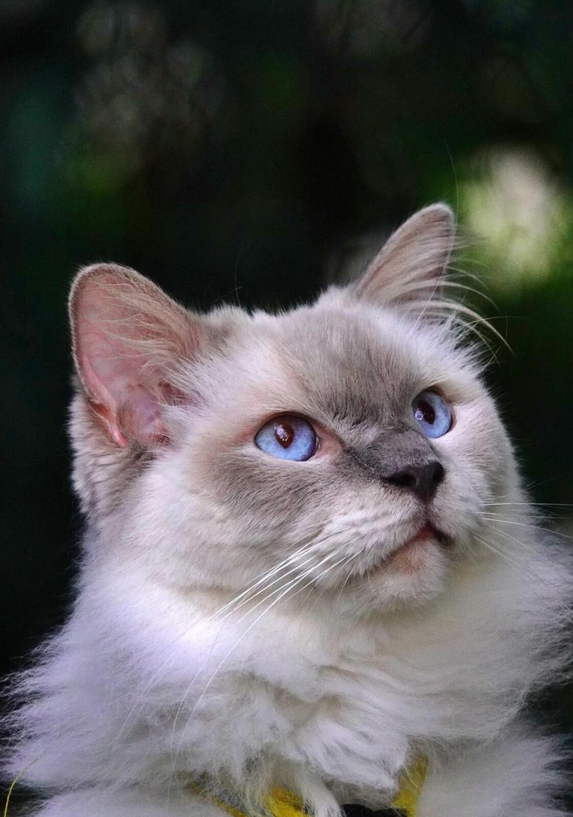 Chat aux yeux bleus levant le regard, tableau sur aluminium, aperçu dans un intérieur
