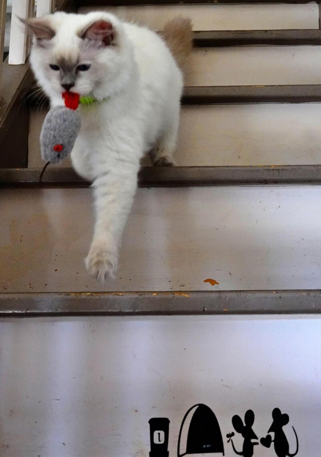 Chat dans l’escalier, souris en gueule, tableau sur aluminium, aperçu dans un intérieur