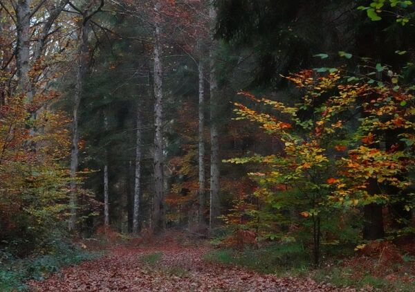 Sentier en forêt d’automne, tableau sous-bois d’automne