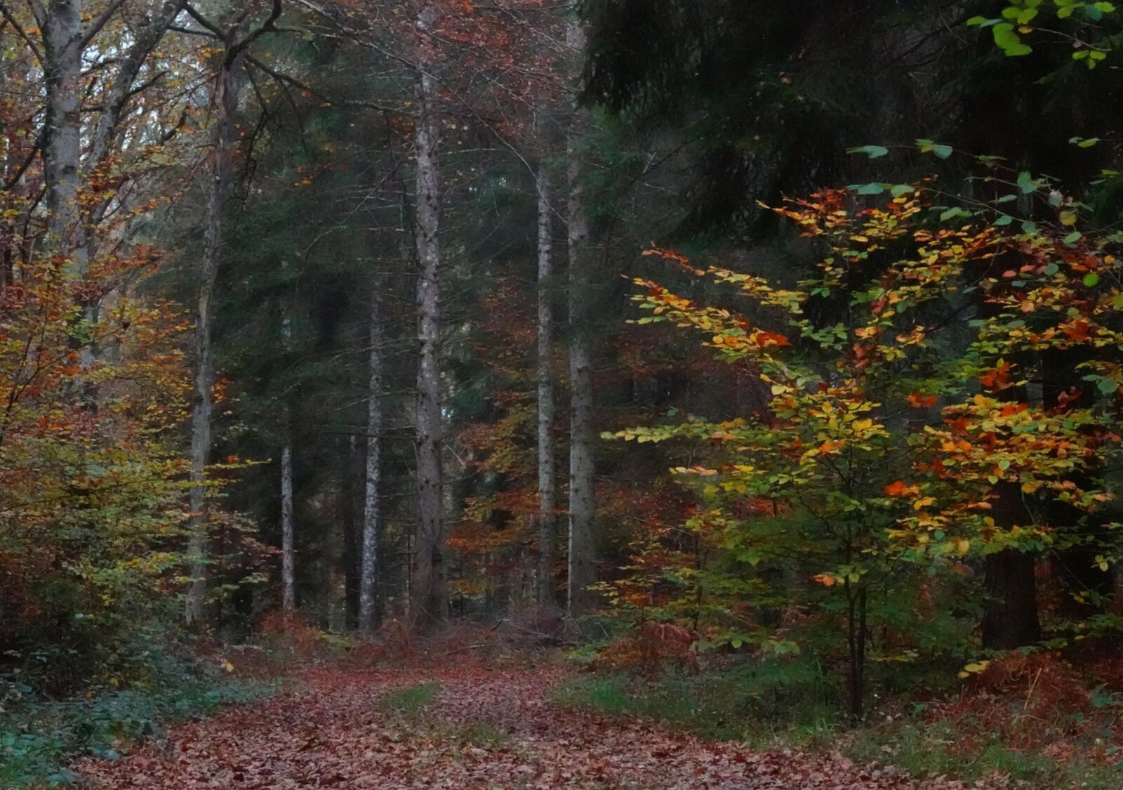 Sentier en forêt d’automne, tableau sur aluminium, aperçu dans un intérieur