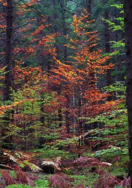 Feuillus roux dans une forêt de résineux, tableau forêt en automne