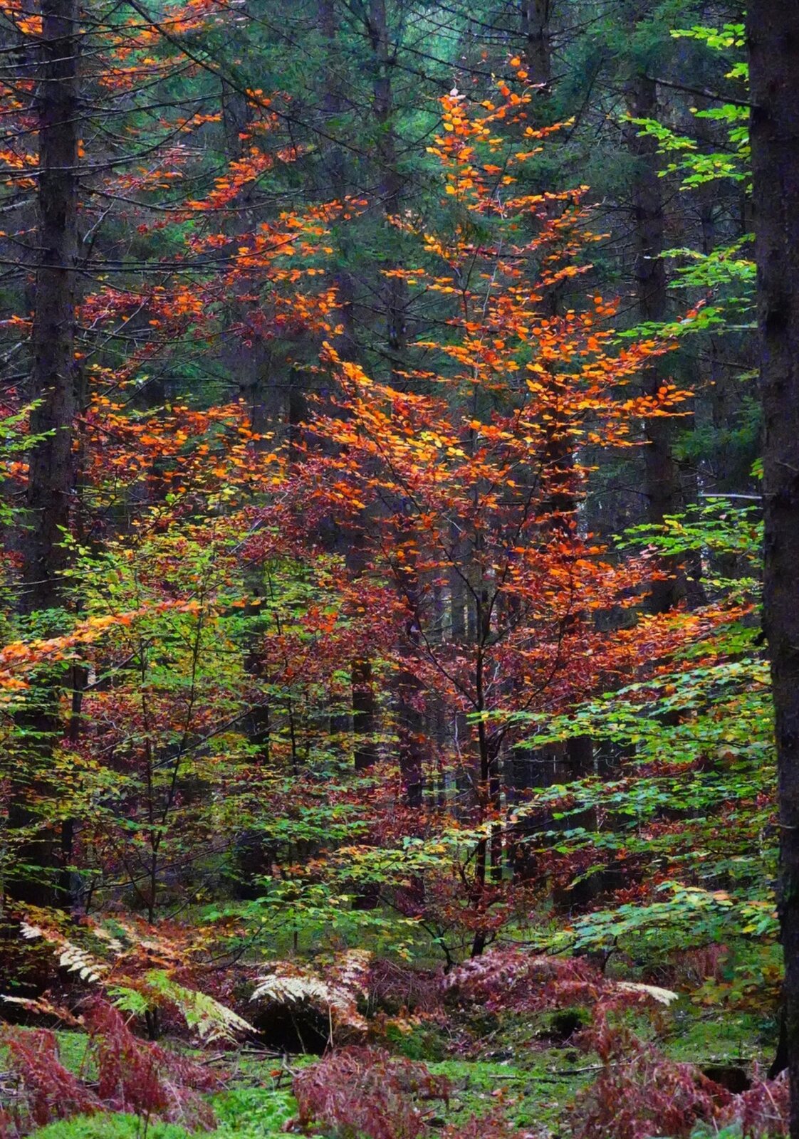 Feuillus roux dans une forêt de résineux, tableau sur aluminium, aperçu dans un intérieur