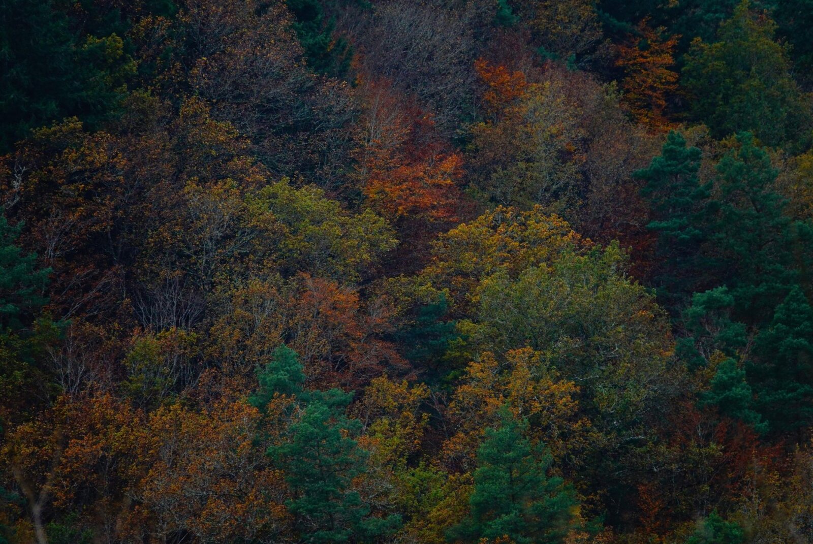 Canopée d’Auvergne en automne, tableau sur aluminium, aperçu dans un intérieur
