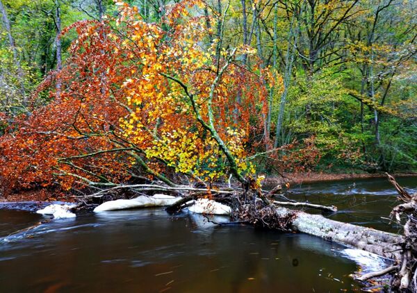 Arbre couché sur la rivière en automne, tableau arbre tombé dans une rivière