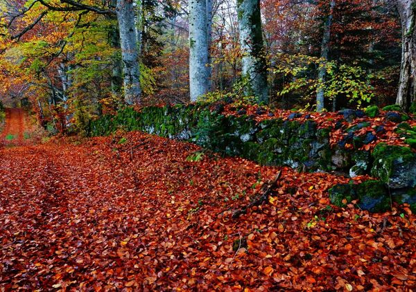L’empreinte de l’automne, tableau chemin de feuilles mortes en forêt