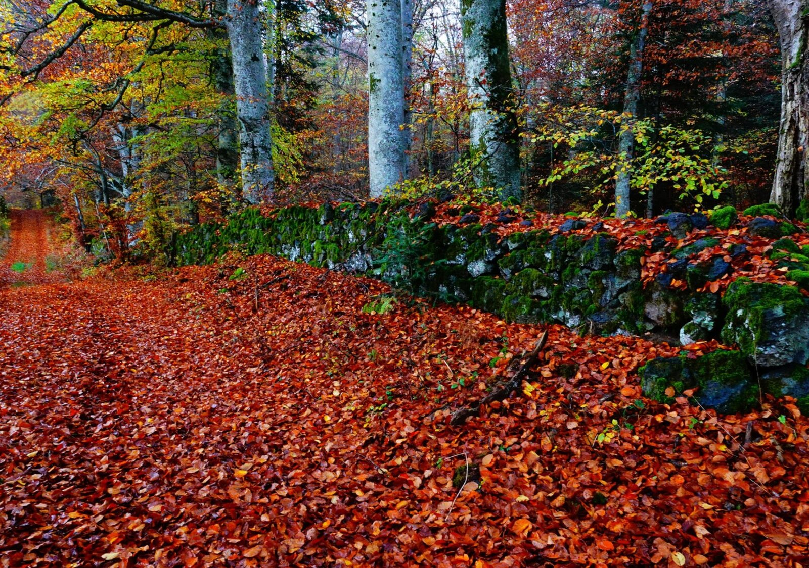 L’empreinte de l’automne, tableau sur aluminium, aperçu dans un intérieur