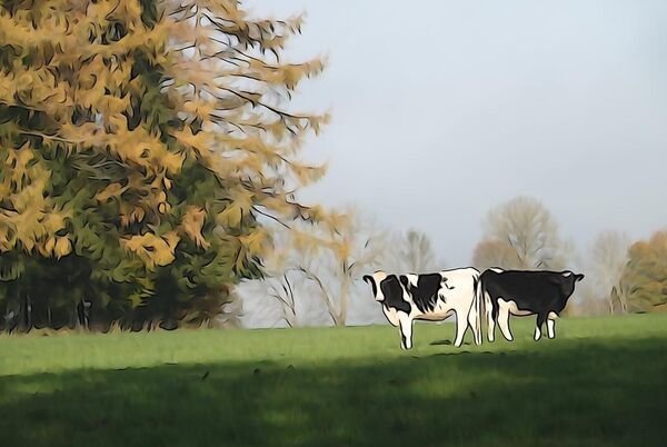 L’appel discret de la prairie, tableau vaches dans un pré d’automne
