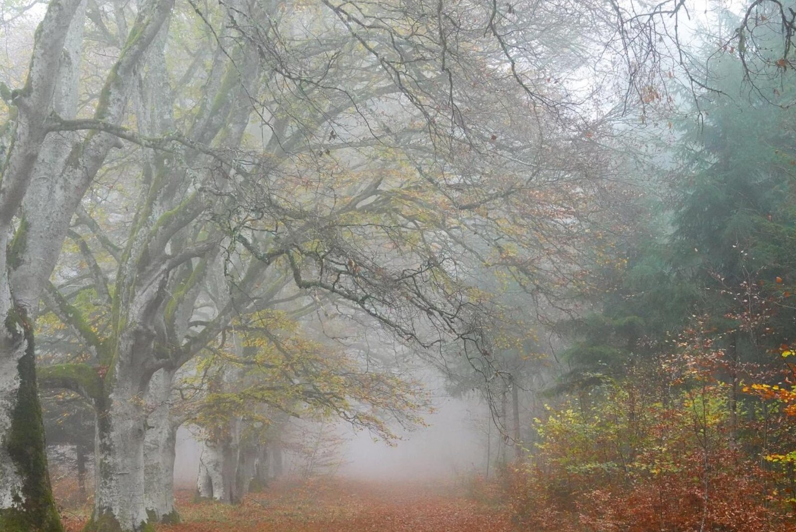 Allée de hêtres dans la brume d’automne, tableau sur aluminium, aperçu dans un intérieur
