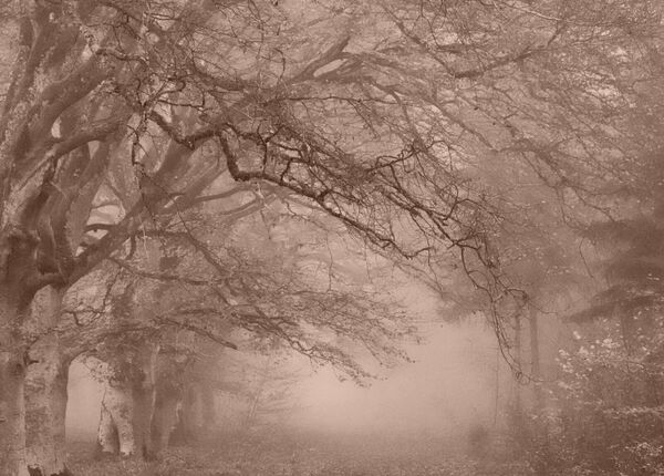 Voûte de hêtres dans la brume, en sépia, tableau hêtraie en sépia