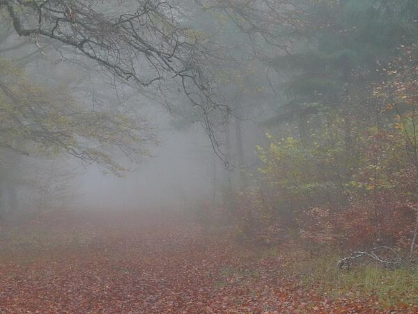 Sous-bois noyé de brouillard, tableau sous-bois dans le brouillard