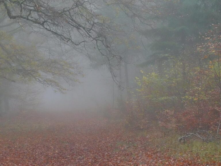 Sous-bois noyé de brouillard, tableau sous-bois dans le brouillard, photographie de Fabrice Courtadon