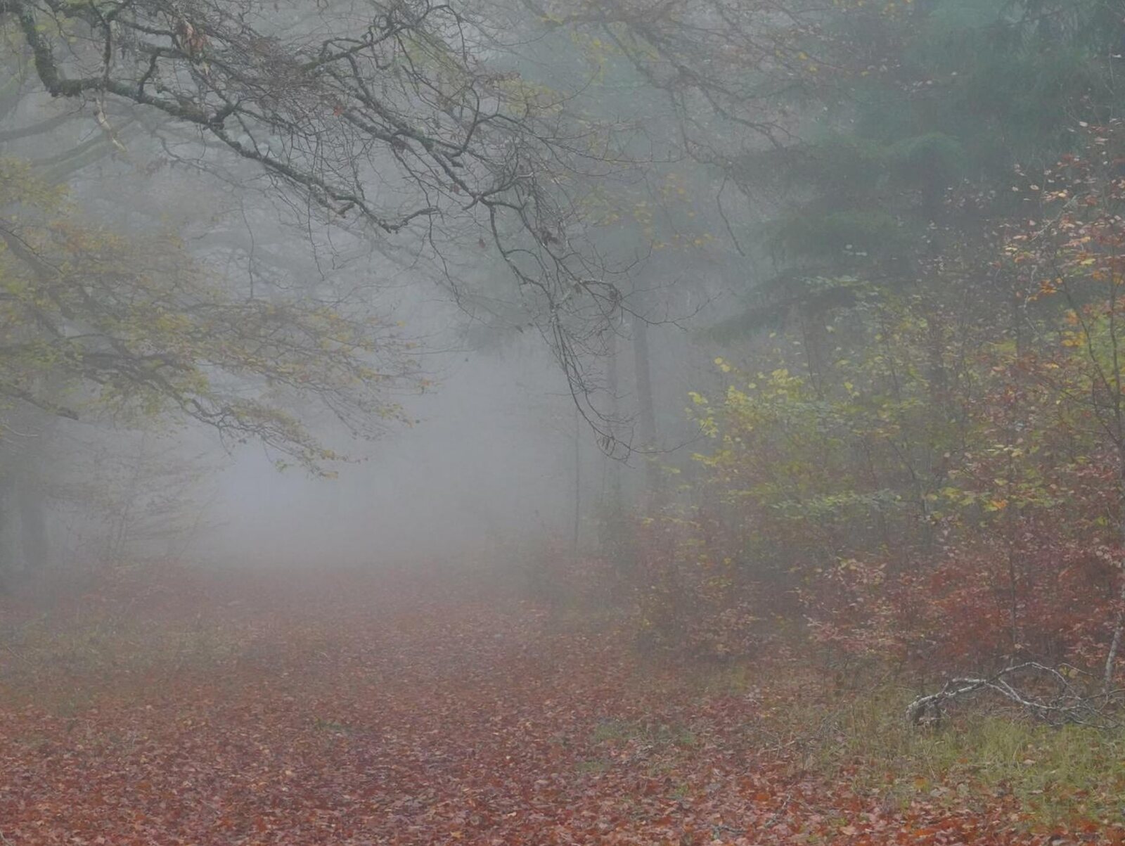 Sous-bois noyé de brouillard, tableau sur aluminium, aperçu dans un intérieur