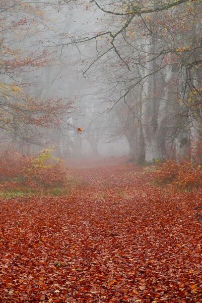 Le temps qui passe, tableau chemin de feuilles rouges en forêt