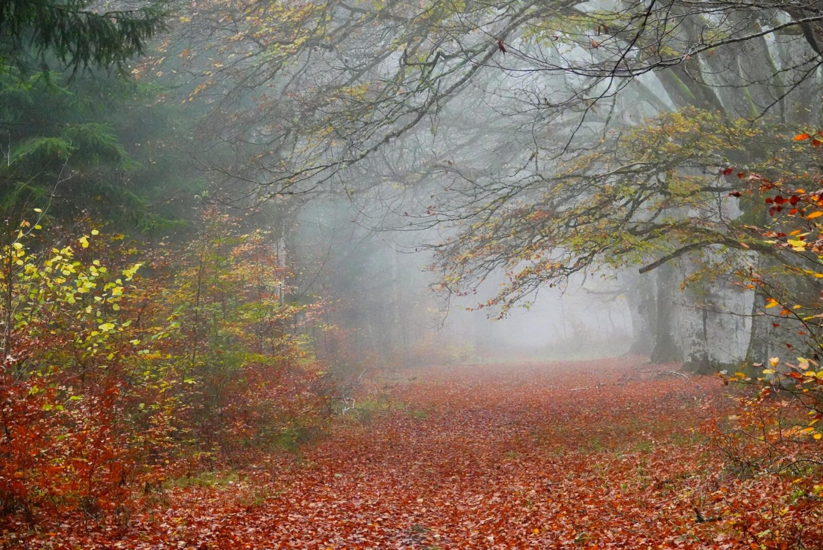 Rêveries aux confins d’un chemin, photographie de Fabrice Courtadon