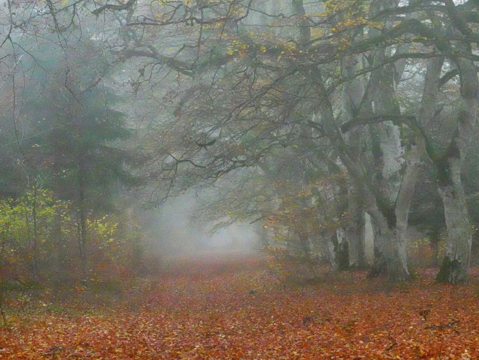 Hêtres tortueux dans la brume d’automne, tableau sur aluminium, aperçu dans un intérieur