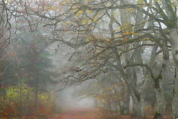 Voûte de hêtres au-dessus d’un chemin brumeux, tableau voûte de hêtres dans la brume