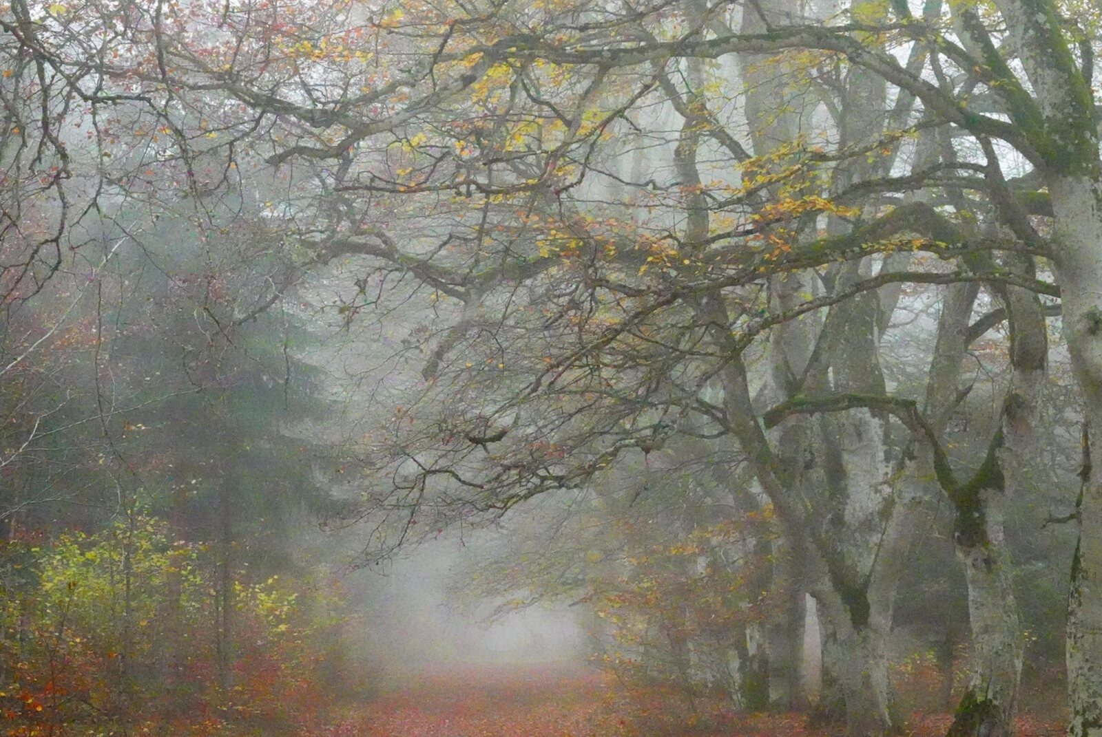 Voûte de hêtres au-dessus d’un chemin brumeux, tableau sur aluminium, aperçu dans un intérieur