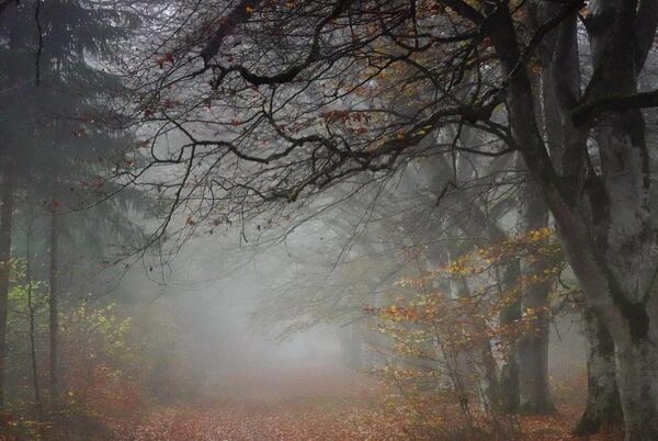 Le pas d’un amour qui s’éloigne, tableau chemin forestier dans la brume