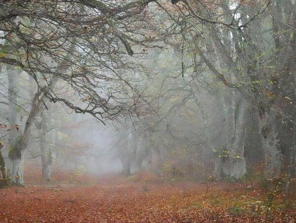 Le bruit des pas, tableau hêtraie d’automne dans la brume
