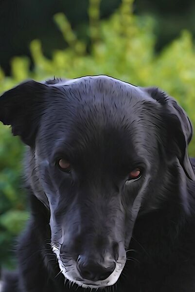 La douceur de Pepper, tableau portrait de chien noir