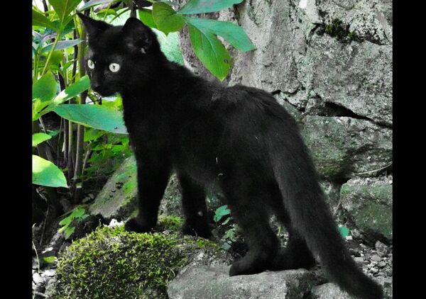 Sacha et le mystère, tableau chat noir sur un rocher moussu