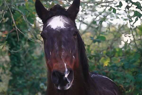 Saisir l’essence avant qu’elle ne s’échappe, tableau portrait de cheval bai