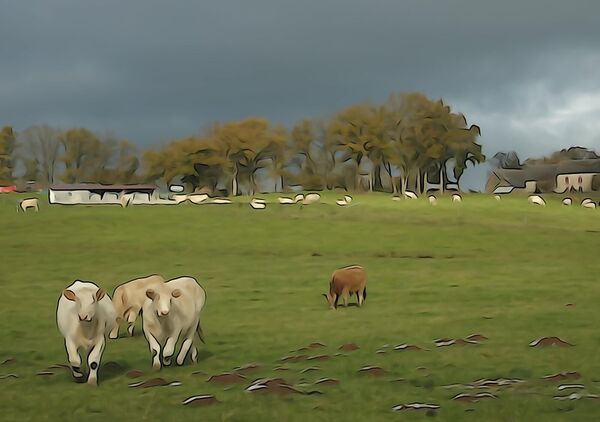 Vaches au pré sous un ciel chargé, tableau vaches au pré
