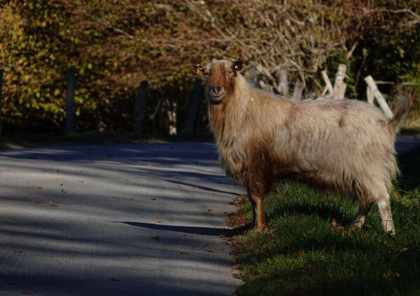 Rencontre inattendue, tableau chèvre au bord d’une route