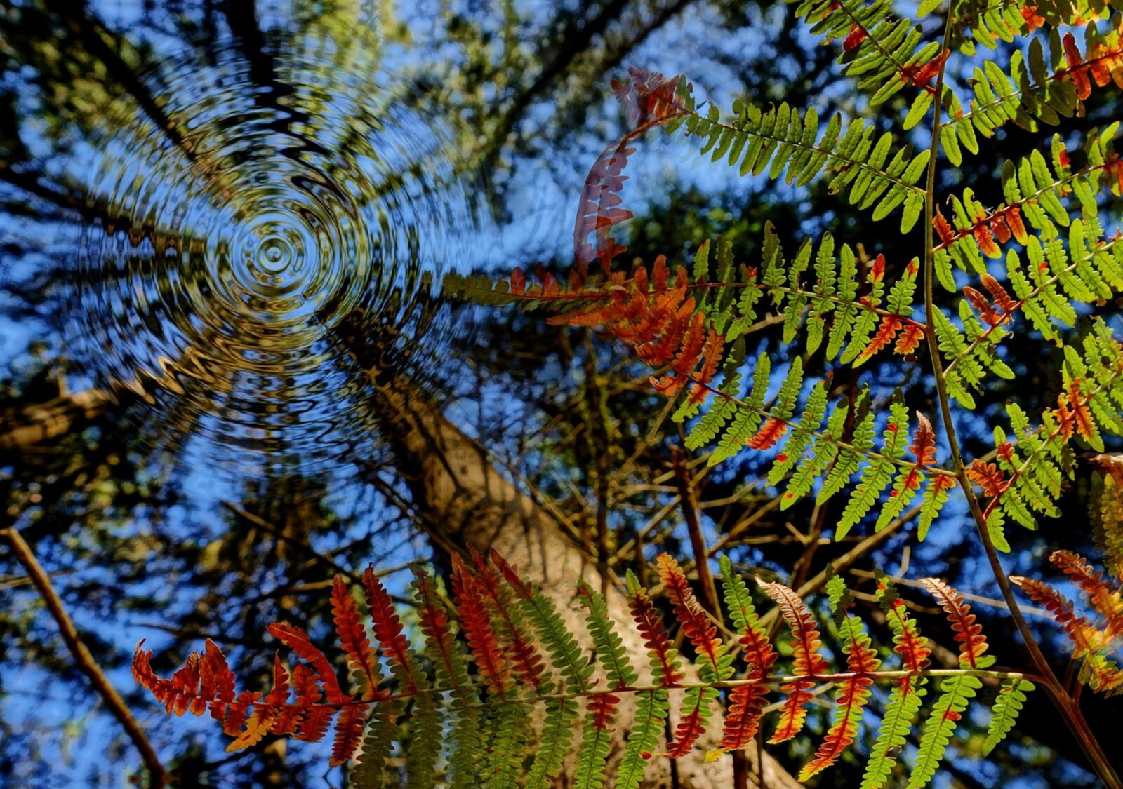 Fougères d’automne vers le ciel, tableau sur aluminium, aperçu dans un intérieur