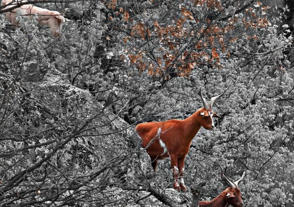 Les audacieuses sans vertige, tableau chèvres grimpées dans les arbres