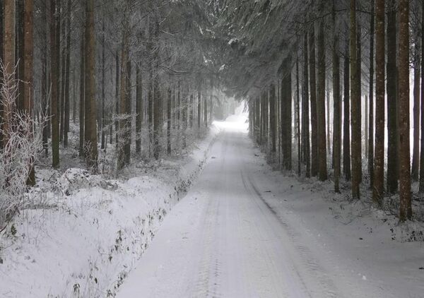 L’habit d’hiver, tableau route forestière enneigée