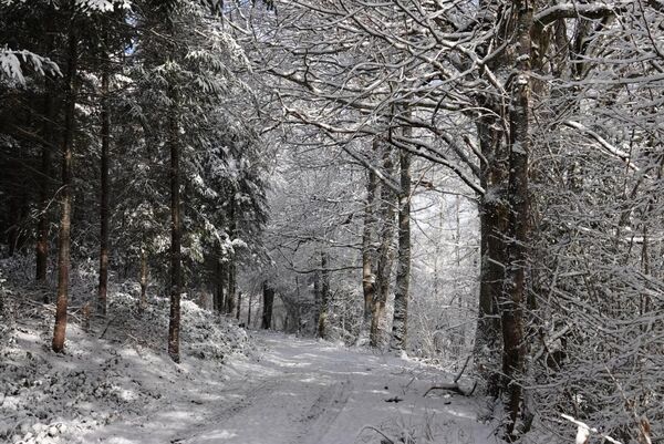 Quand la forêt se pare de blancheur, l’esprit est rêveur, tableau chemin forestier enneigé