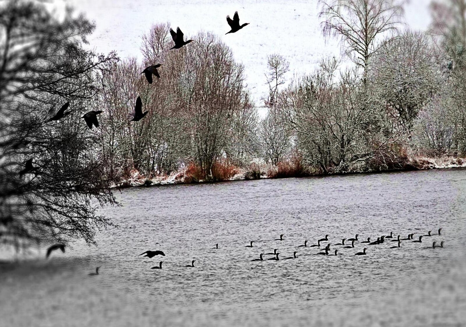 La beauté calme des jours froids, tableau sur aluminium, aperçu dans un intérieur