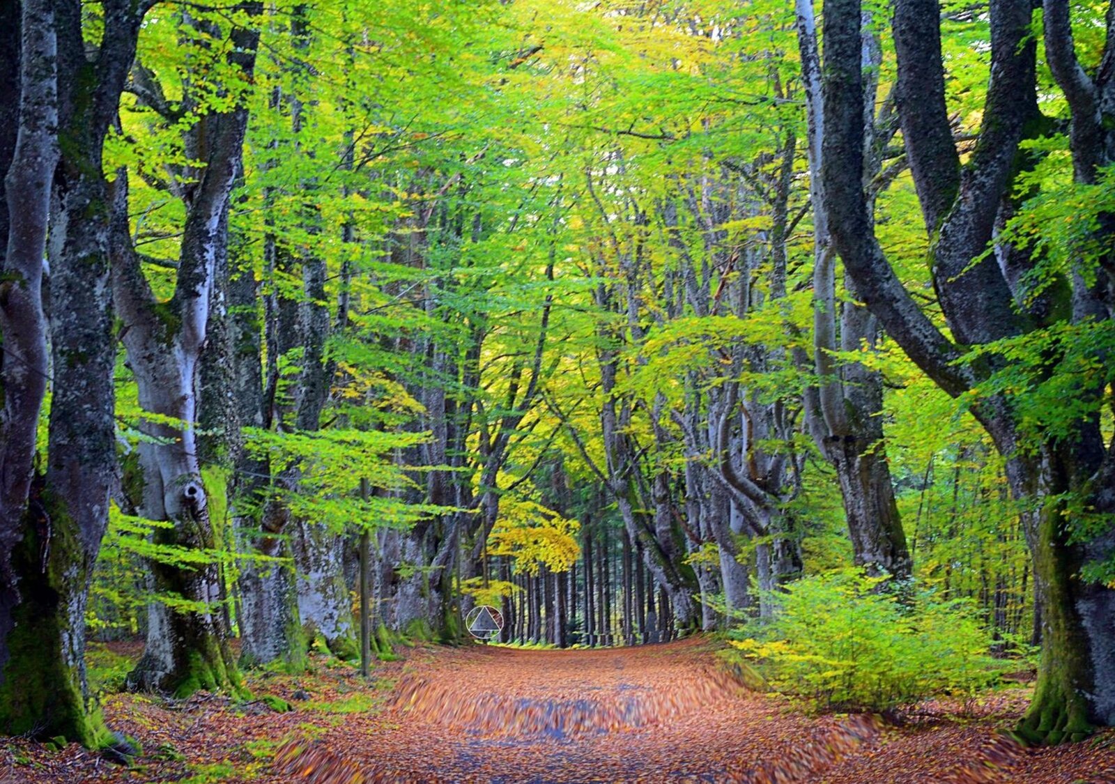 Étreinte végétale, tableau sur aluminium, aperçu dans un intérieur