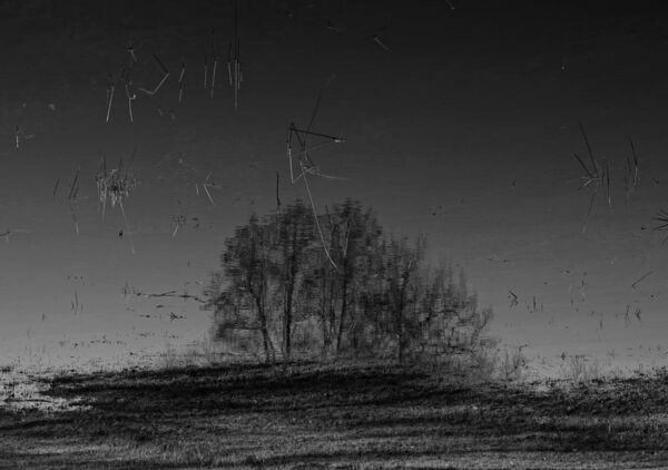 Reflet d’un bosquet dans l’eau sombre, tableau reflet d’arbres en noir et blanc
