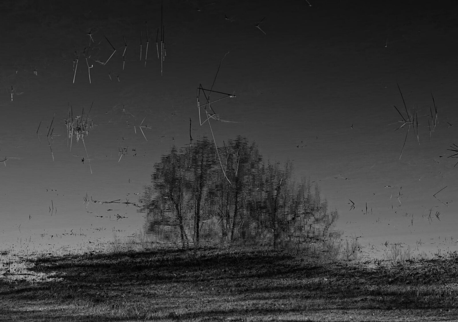 Reflet d’un bosquet dans l’eau sombre, tableau sur aluminium, aperçu dans un intérieur