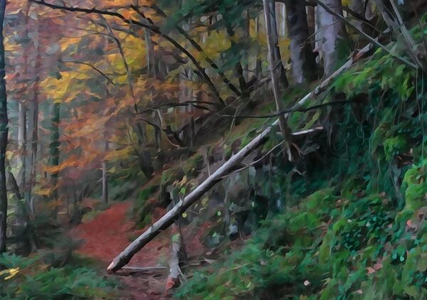 Forêt d’automne et arbre couché, tableau forêt d’automne en Auvergne