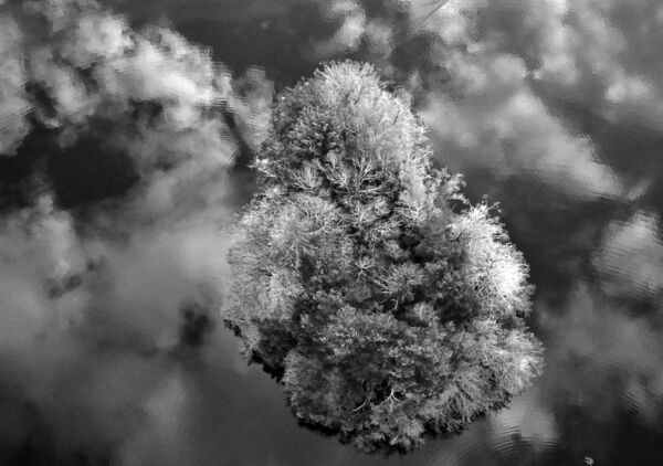 La traversée, tableau îlot boisé et reflets de nuages