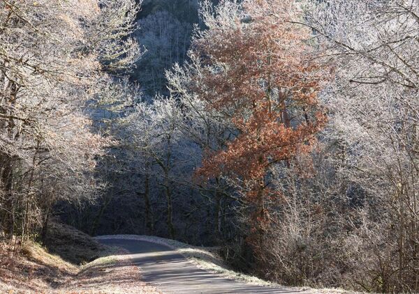 Sous l’éclat des branches glacées, tableau route sous les arbres givrés