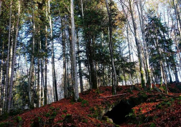 Les racines profondes de la liberté, tableau sous-bois d’automne en Auvergne
