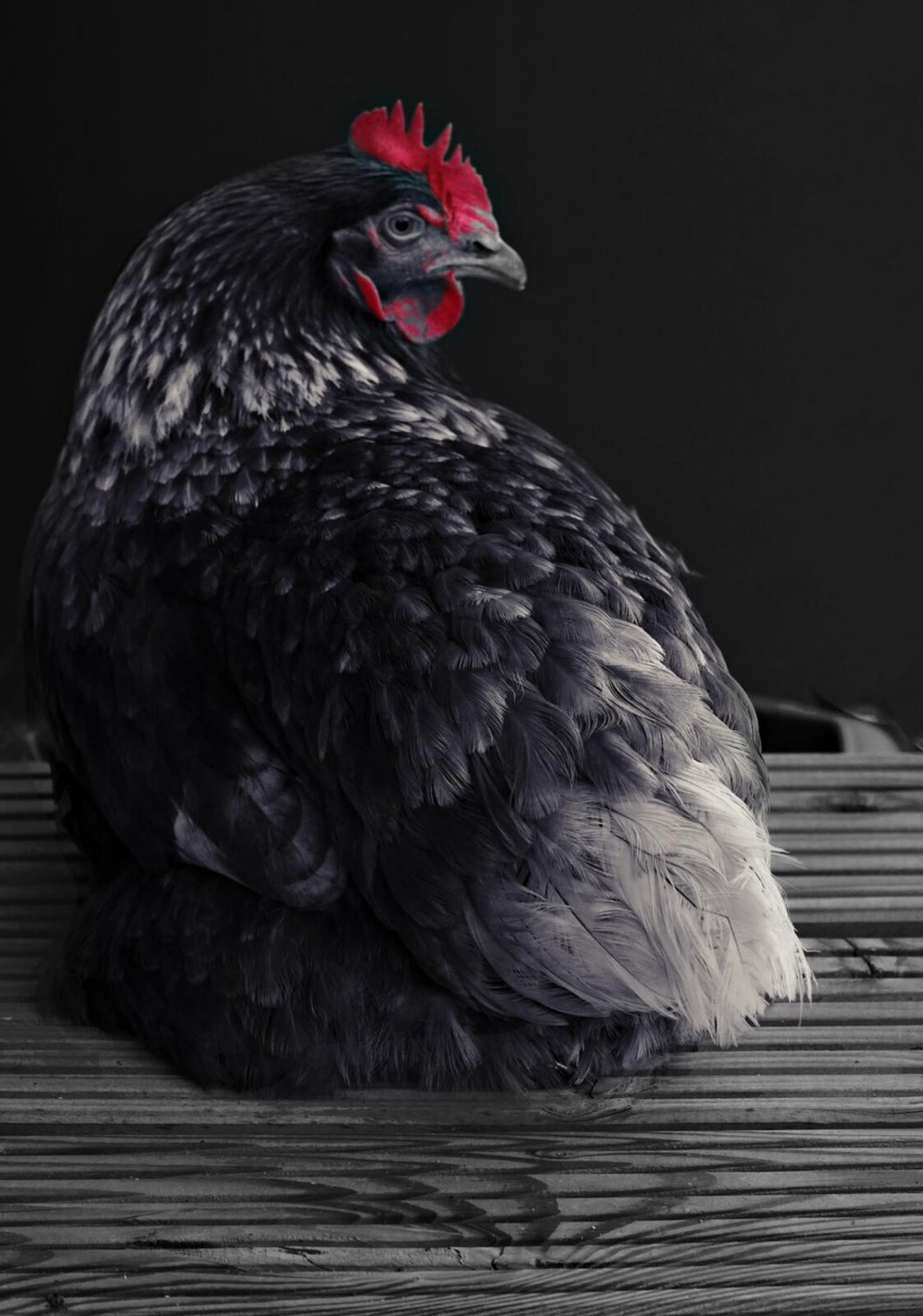 Poule noire sur fond sombre, tableau sur aluminium, aperçu dans un intérieur