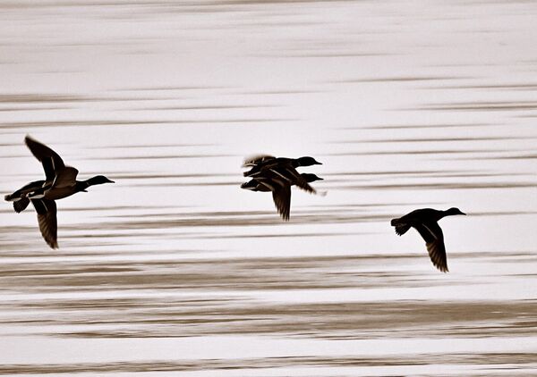 Trois canards en vol, tableau canards en vol en sépia