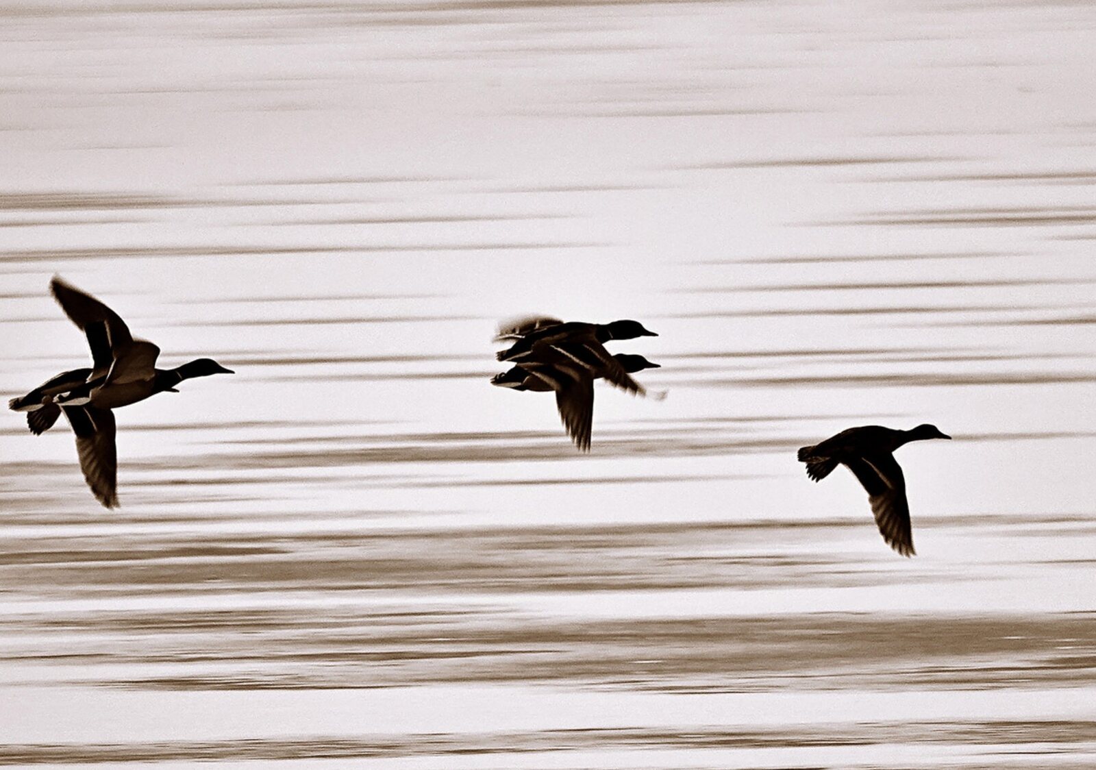 Trois canards en vol, tableau sur aluminium, aperçu dans un intérieur
