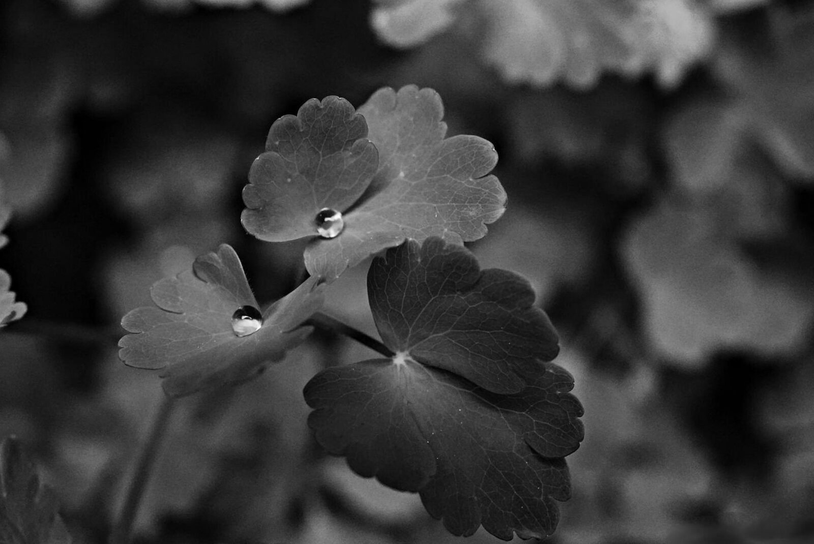 Le calme à fleur de peau, tableau sur aluminium, aperçu dans un intérieur