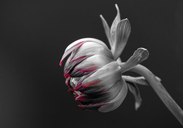 Dahlia avant la floraison, tableau bouton de dahlia noir et blanc