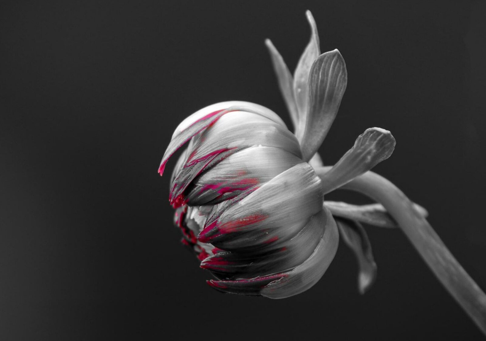 Dahlia avant la floraison, tableau sur aluminium, aperçu dans un intérieur