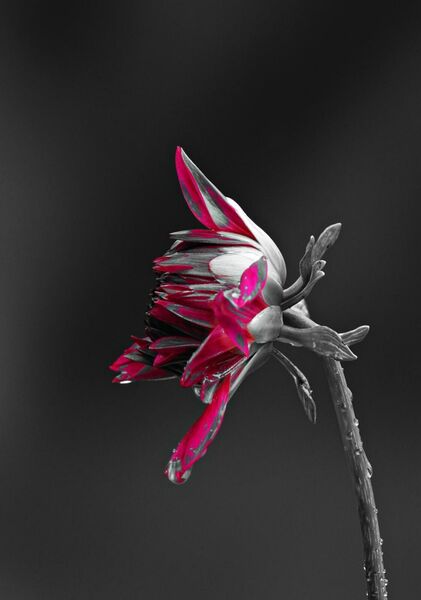 Dahlia magenta de profil, tableau dahlia magenta de profil
