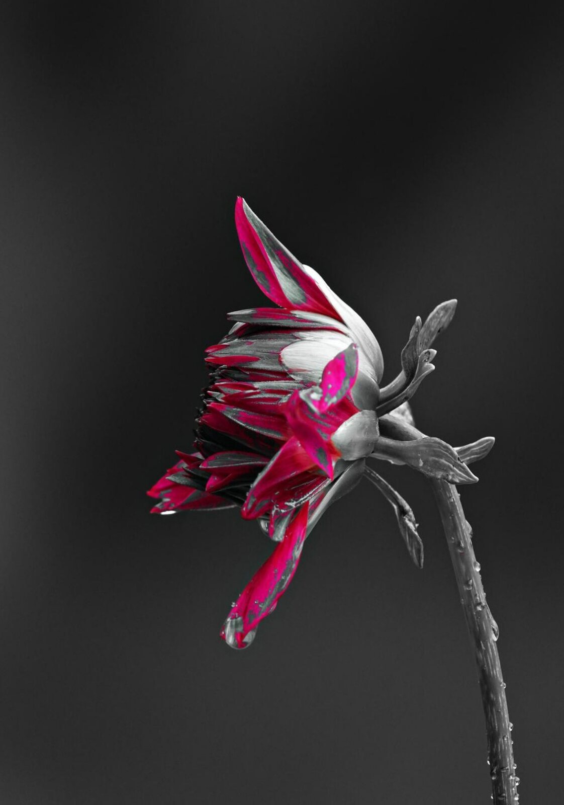 Dahlia magenta de profil, tableau sur aluminium, aperçu dans un intérieur