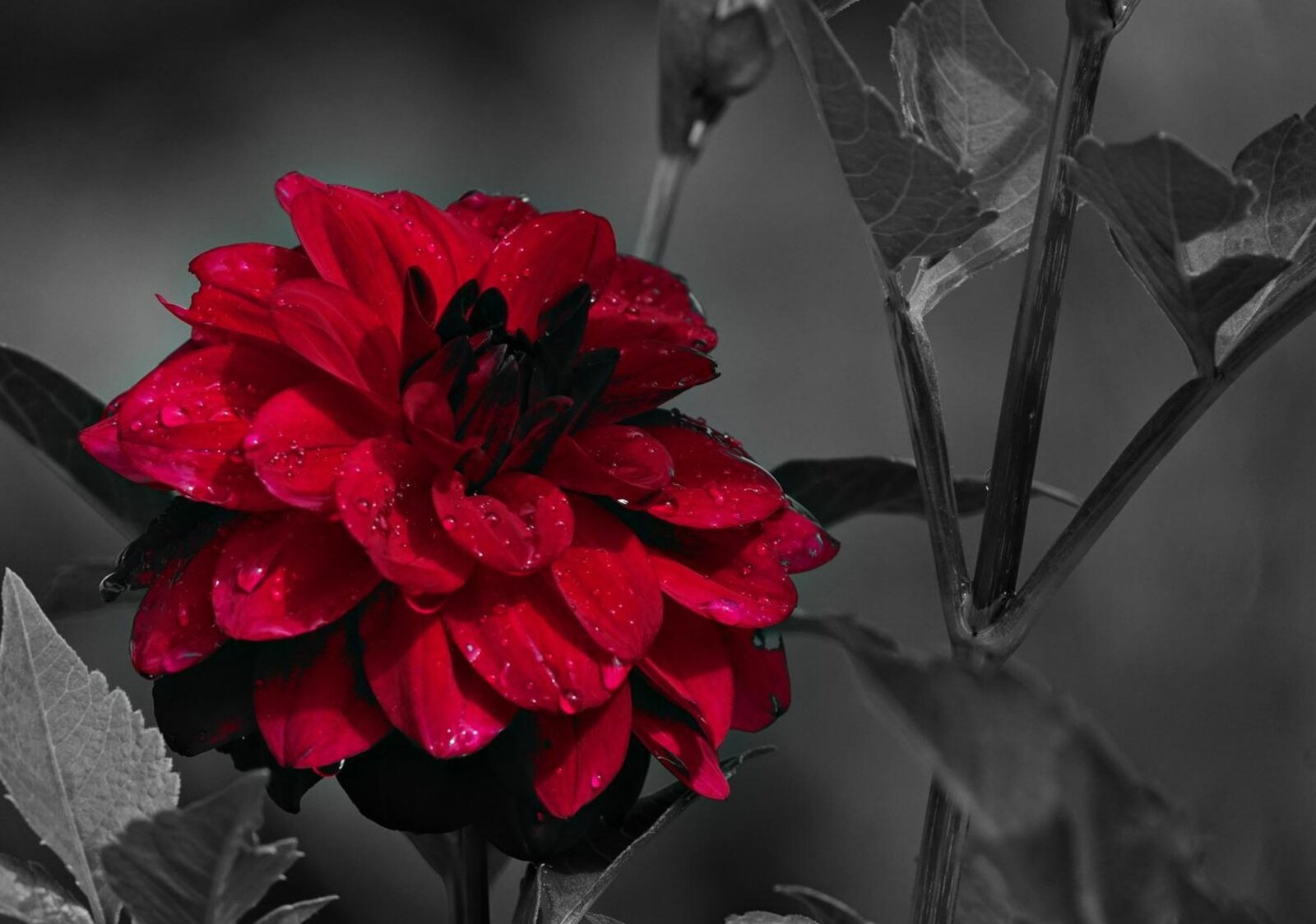 Dahlia rouge perlé de pluie, tableau sur aluminium, aperçu dans un intérieur